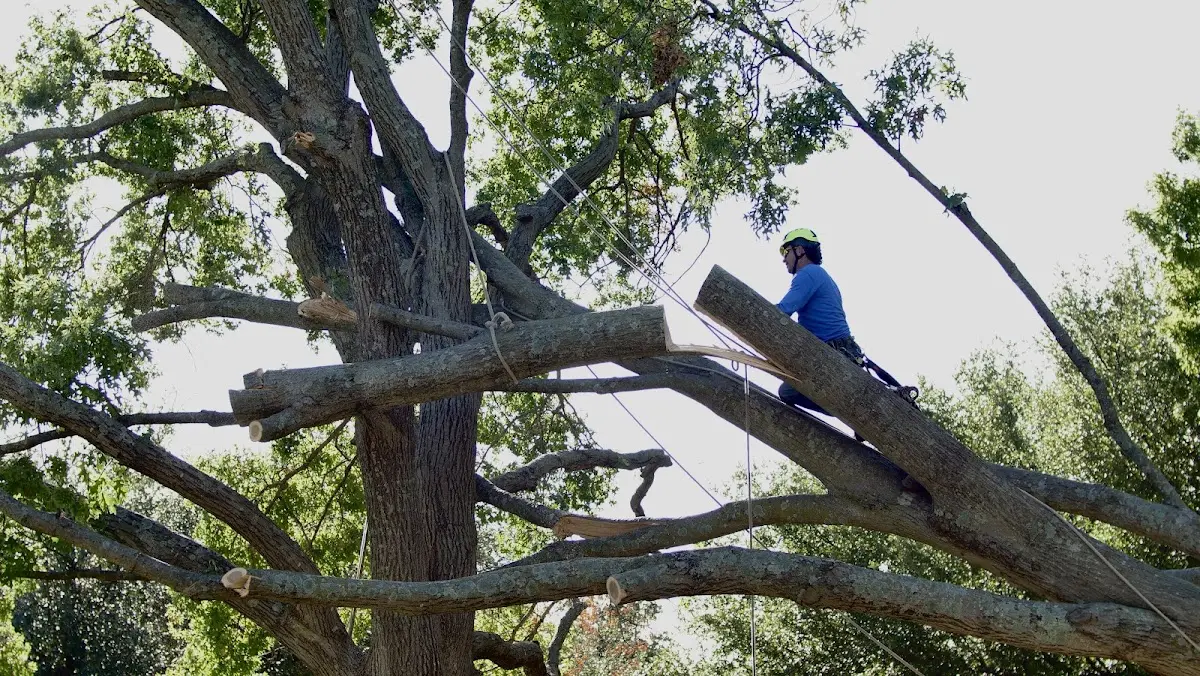 Professional Hazardous Tree Removal performed by certified arborists in North Bloomfield