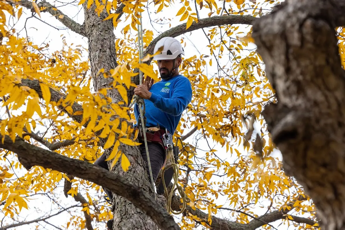 Skilled Dead Tree Removal crew working in North Bloomfield