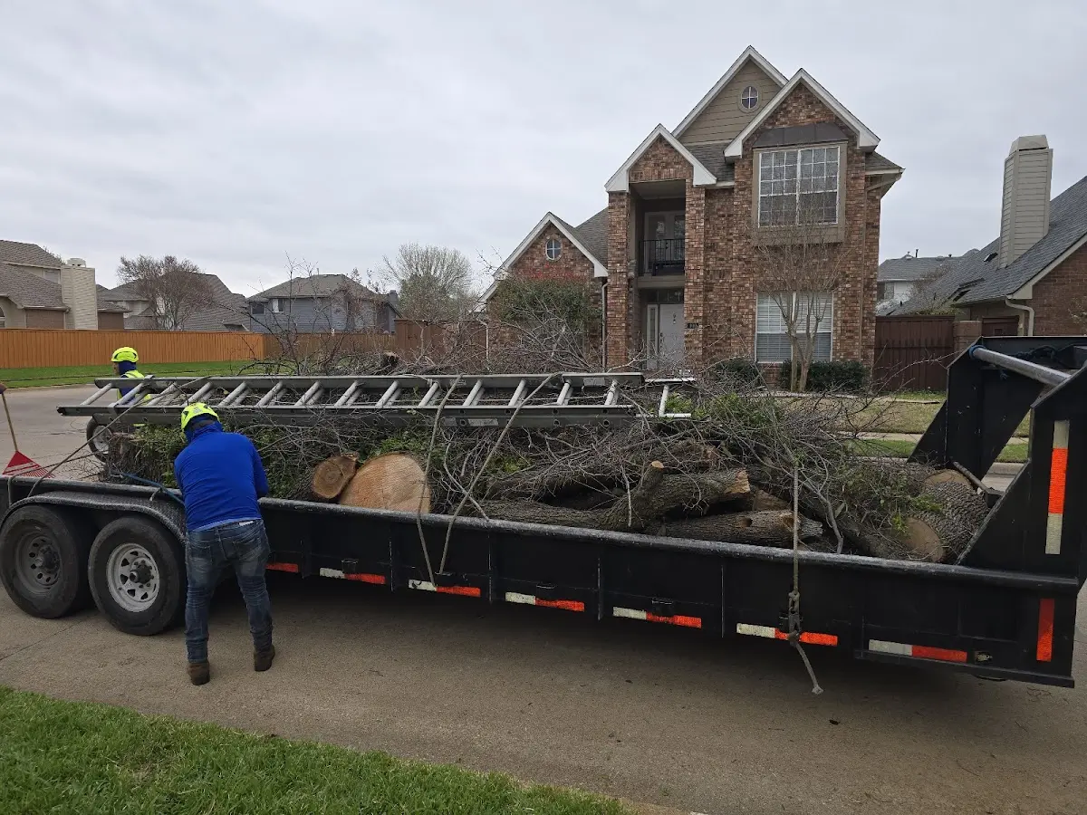 Expert Tree Removal with proper safety equipment in North Bloomfield
